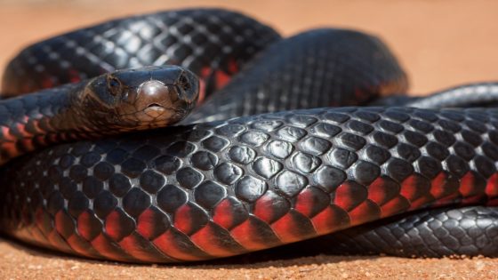 Australian Woman Forced to Share Car with Venomous Snake Since No One Can Remove It – MASHAHER