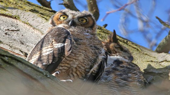 Third member of great horned owl family found dead in Chicago’s Lincoln Park – MASHAHER