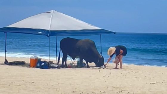 Video shows bull attack tourist who was feeding the animal on a Mexico beach – MASHAHER