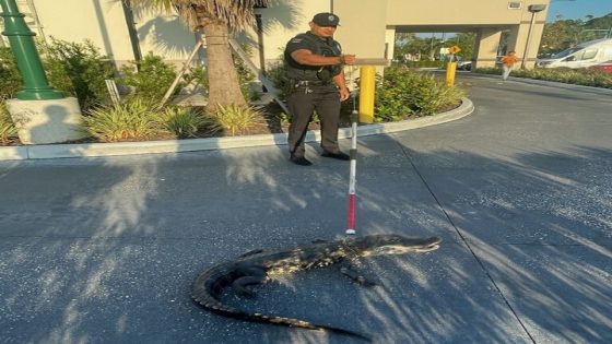 Alligator joins Starbucks drive-thru line in Sarasota County – MASHAHER