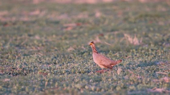 The lesser prairie chicken is dying. Kansas experts say the last of the prairie will go with it. – MASHAHER