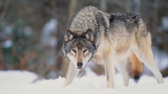 “She’s always kept going” – 11-year-old, one-eyed wolf in Yellowstone defies the odds with another litter of pups – MASHAHER