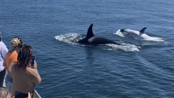 Rare white killer whale nicknamed “Frosty” spotted off California coast – MASHAHER