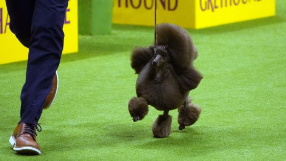 Sage, a miniature poodle, wins the Westminster Dog Show – MASHAHER