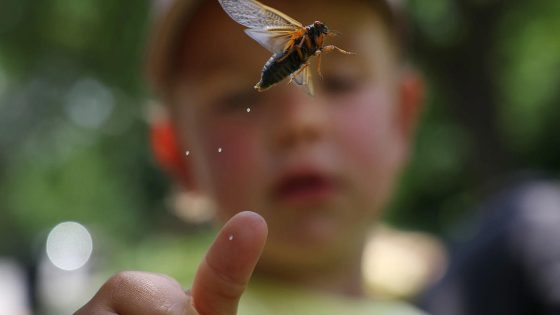 How the cicada invasion is bringing people together – MASHAHER