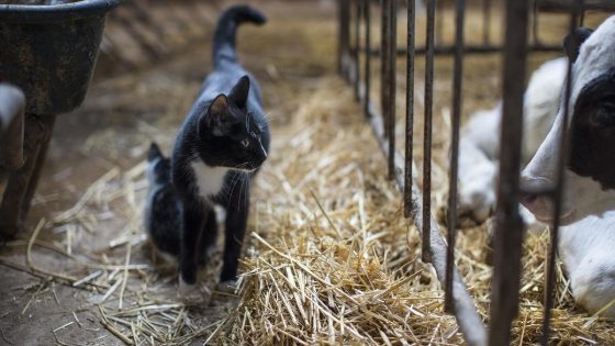 More than half of cats died after drinking raw milk from bird flu-infected cows – MASHAHER