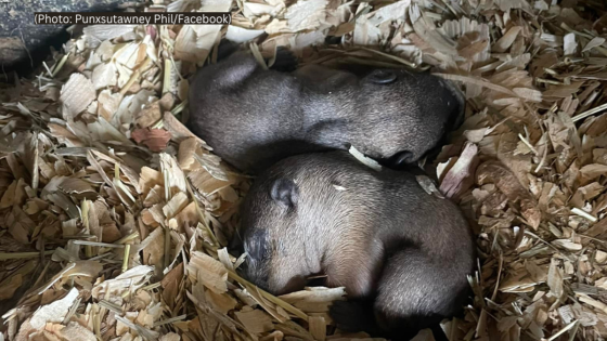 Punxsutawney Groundhog Club reveals Phil and Phyllis’ new babies’ names – MASHAHER