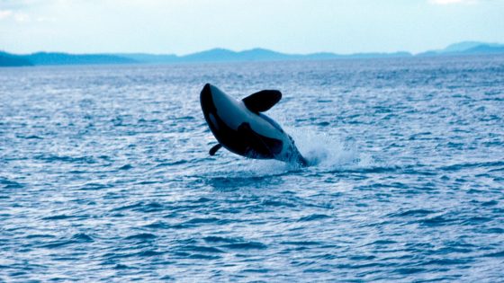 Pod of killer whales attacks and sinks 50-foot yacht in Strait of Gibraltar – MASHAHER