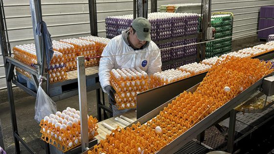 The bird flu vaccine is made with eggs. That has scientists worried. – MASHAHER