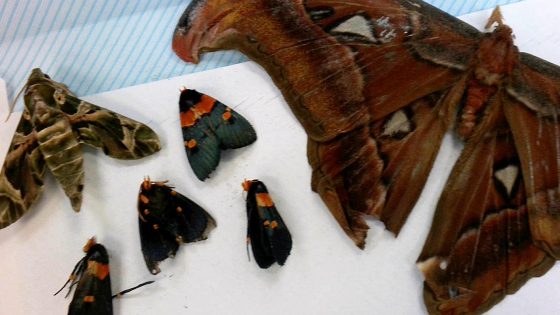 Philadelphia Customs officers intercept package containing 60 dead butterflies – MASHAHER