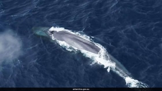 What Scientists Discovered After 15 Years Of Research On Blue Whale Sound – MASHAHER