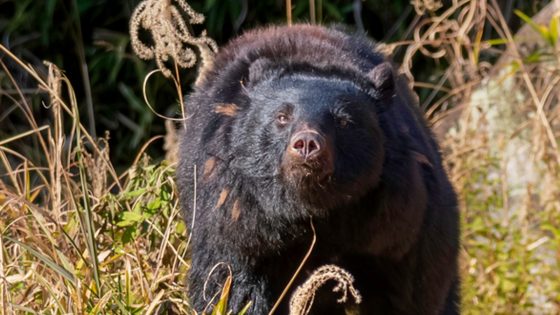 Bear alert in Japan after man found dead and police officers mauled | World News – MASHAHER