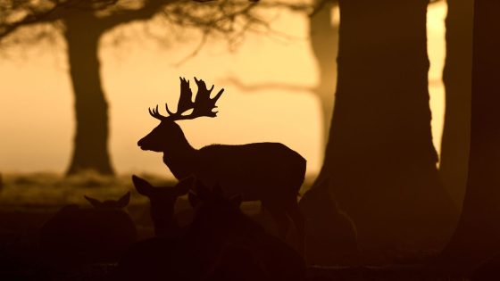 Police probe after beheaded deer found near cemetery in Inverness | UK News – MASHAHER