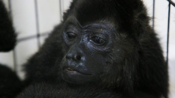 Howler monkeys drop dead from the trees as heatwave rages in Mexico | World News – MASHAHER