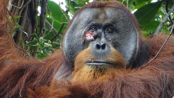 Orangutan seen using medicinal plant to treat wound in first for wild animals | World News – MASHAHER