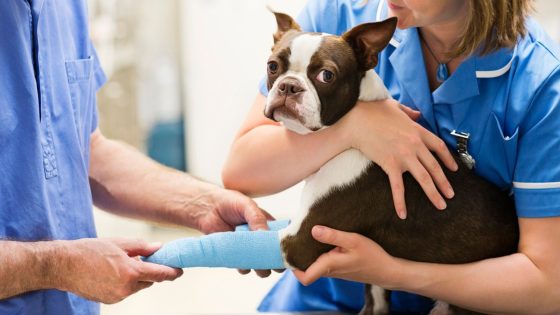 CMA issues tips for pet owners as its announces full market investigation into the UK vet sector | Business News – MASHAHER