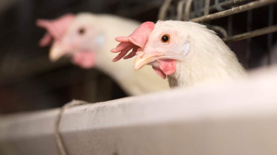 Australia has recorded its first human case of H5N1 bird flu – MASHAHER