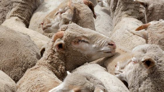 New move to ban live sheep exports from Australia – MASHAHER