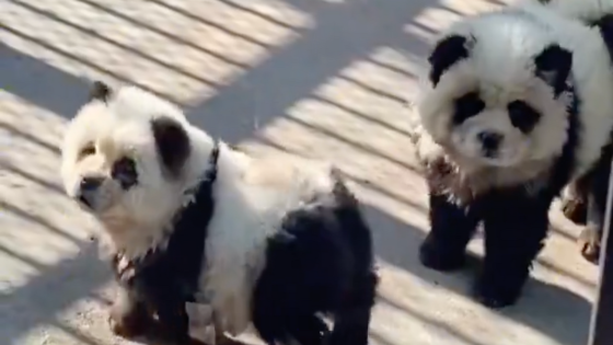 Chinese zoo dyes dogs with paint to look like pandas as it’s accused of deceiving visitors – MASHAHER