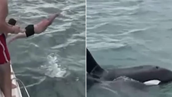 Thrillseeker branded ‘stupid’ after belly flopping onto protected KILLER WHALE and calf – MASHAHER