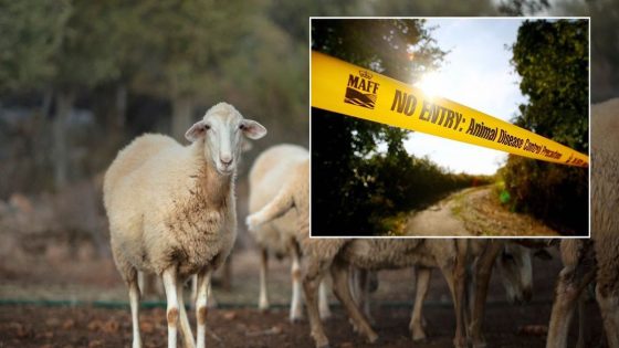 Bluetongue farm virus risks devastating impact on UK as swarms of infected midges sweep in from Europe – MASHAHER