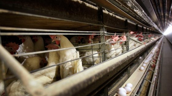 Farmers must kill 4.2 million chickens after bird flu hits Iowa egg farm – MASHAHER