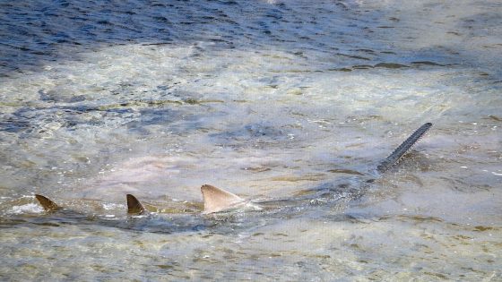 Distressed sawfish rescued in Florida Keys dies after aquarium treatment – MASHAHER