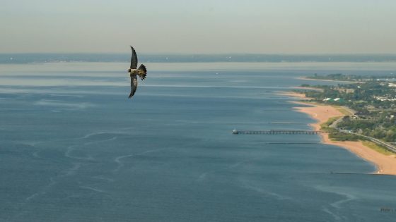 3 falcon chicks hatch atop the Verrazzano-Narrows Bridge in New York City – MASHAHER