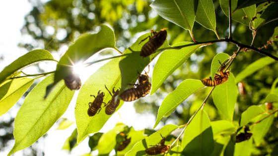 What Do Cicadas Sound Like? Listen to the Loudest Singing Insects on Earth – MASHAHER