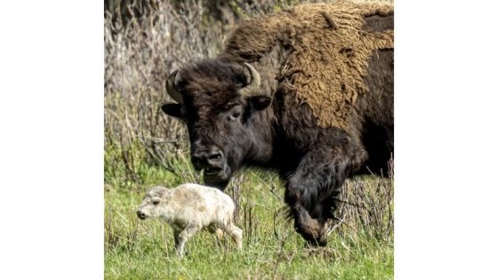 Rare white buffalo reported in Yellowstone National Park – MASHAHER