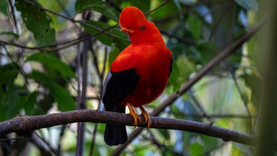 A Bird-watchers Paradise, Opened Up by Colombia’s Peace Deal – MASHAHER