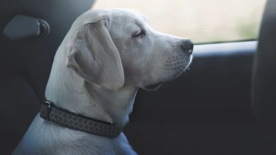 Montana Man Gets Into Wrong Car, Stranger’s Dog in Back Seat – MASHAHER