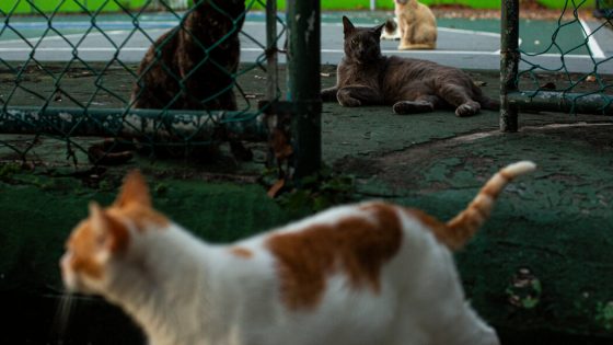 The Cats of Old San Juan Are Being Run Out of Town. Locals Can Sympathize. – MASHAHER