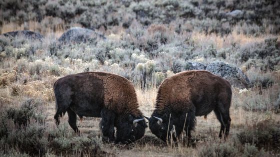 Want to See Bison at Yellowstone? You’re Likely Not Prepared. – MASHAHER