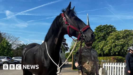 Injured Household Cavalry horses to join King’s Birthday Parade – MASHAHER