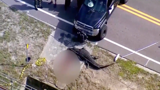 Shocking footage shows moments after a gator ate a 41-year-old woman in Florida – MASHAHER