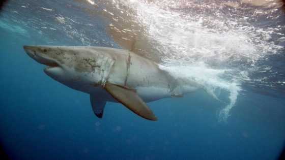 Are shark attacks on the rise? Here’s what to know & how to stay safe in SC waters – MASHAHER