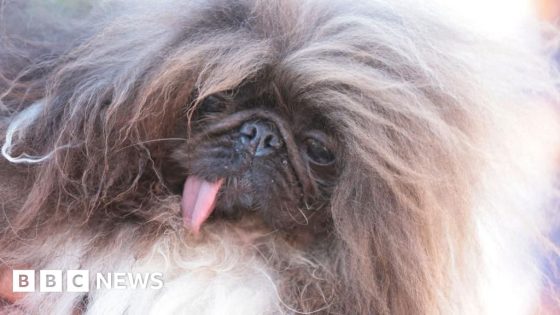 World’s ugliest dog contest won by Wild Thang – MASHAHER