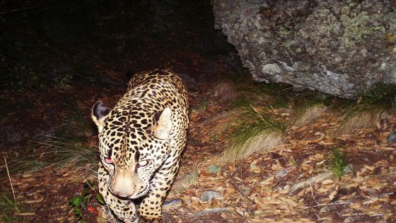 Jaguars are returning to America, but Fish and Wildlife Service don’t think they need protections – MASHAHER