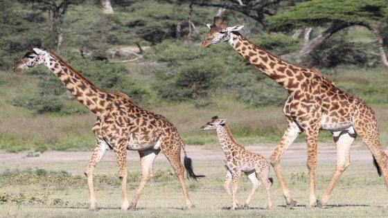 Scientists finally think they know why giraffe necks are so long – MASHAHER