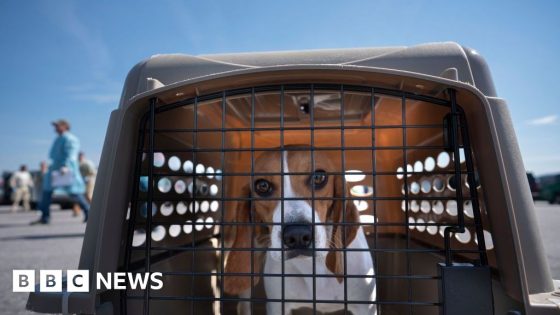 US dog breeder fined $35m after 4,000 beagles rescued – MASHAHER