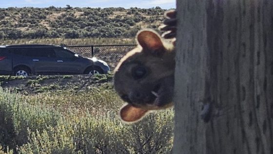 Rainforest animal called a kinkajou rescued from dusty highway rest stop in Washington state – MASHAHER