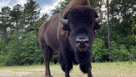 Yet another Yellowstone hiker decides it would be a good idea to pose for selfies with bison (it isn’t) – MASHAHER