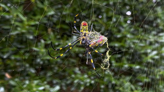 Joro spiders are back in the news. Here’s what the experts really think about them – MASHAHER