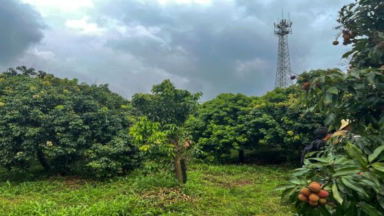 In Huawei’s home province, lychee farmers reap the benefits of China’s rural 5G push – MASHAHER