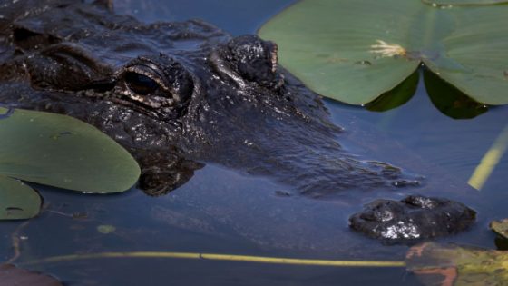 Man seriously injured after being bitten by alligator while swimming in Florida lake – MASHAHER