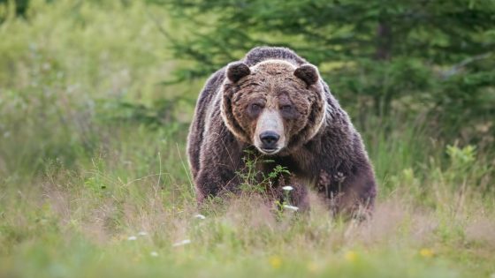 Video of Moose Running Through Montana Campground to Outrun Grizzly Bear Is Wild – MASHAHER