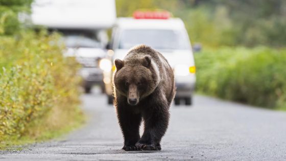 “Holy cow, there’s a bear in our car!” And the car doesn’t come out of it well – MASHAHER