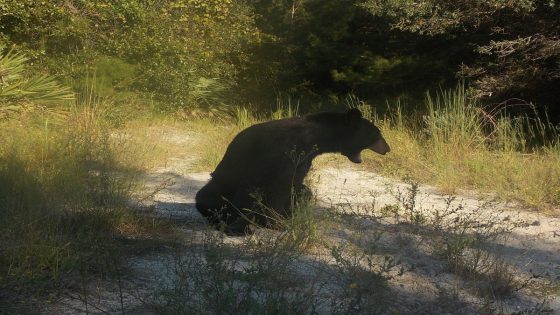 Watch clip of Florida predators battling it out while swimming in St. Johns River – MASHAHER