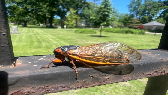 Millions of cicadas are blanketing Lake Geneva. Here’s what they look and sound like – MASHAHER